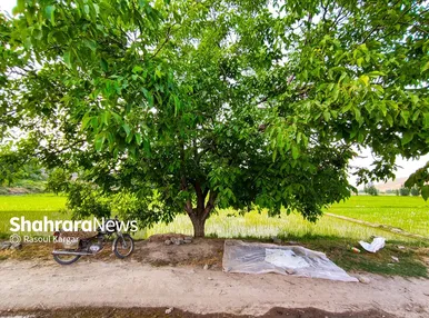 مزارع شالیکاری کلات نادری