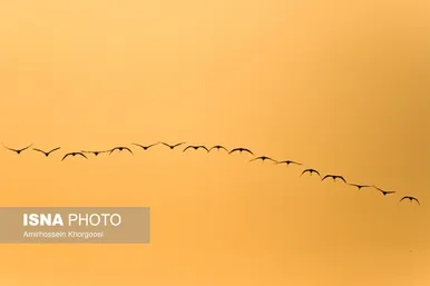 ایران زیباست | فلامینگوها میهمان آب‌های گرم خلیج فارس