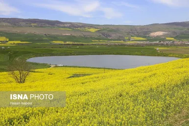 ایران زیباست | کشت کلزا در مناطق کوهستانی دودانگه - مازندران