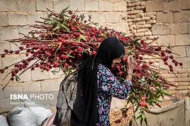 ایران زیباست | برداشت چای ترش در شهرستان کارون