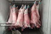 مشکلی در تأمین گوشت قرمز در بازار مشهد نداریم