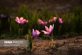 ایران زیباست | طلای سرخ نیشابور