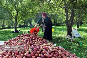 برکت خاک ایران | فصل برداشت سیب پاییزی &ndash; اهر