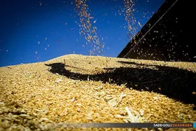 پرداخت مطالبات گندمکاران تا ۲۰ روز دیگر