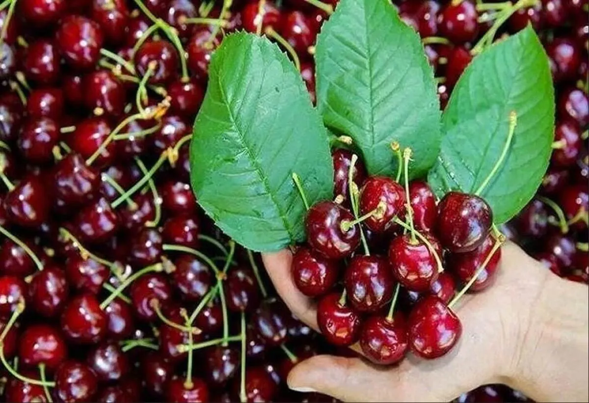 قیمت امروز میوه و تره‌بار در مشهد (۲ خرداد ۱۴۰۵) | ورود گیلاس، آلبالو و انبه به بازار با قیمت‌های نجومی