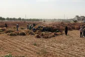 یک میلیارد و ٣٠٠ میلیون تومان صرفه جویی ریالی برای مدیریت شهری مشهد با کاشت جارو