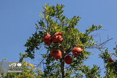 ایران زیباست | برداشت انار در فیروزکوه