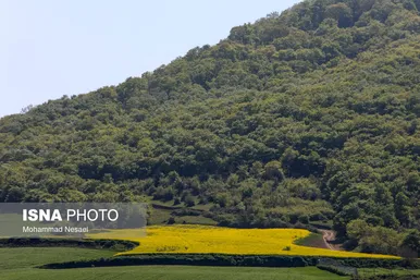 ایرانِ زیبا | «کلزای» بهاری در گلستان