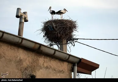 ایران زیباست | همزیستی لک لک‌ها در روستای کپر جودکی بروجرد با مردم روستا