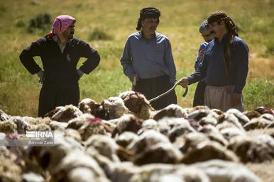 عکس‌های پشم‌چینی گوسفندان عشایر