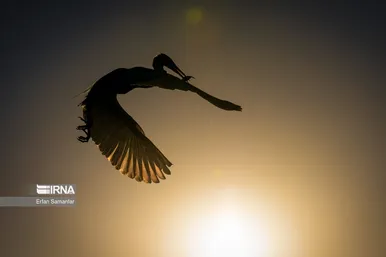 ایران زیباست | شکارچیان تالاب