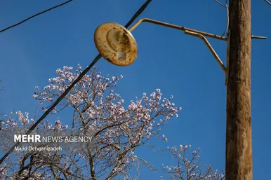 ایران زیباست | بوی بهار در زمستان کویر