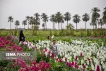 مزرعه گل شب‌بو در شهرستان حمیدیه