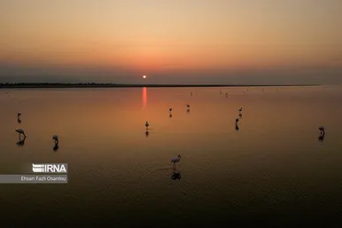 ایران زیباست | فلامینگوهای میانکاله