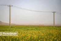 خرید تضمینی کلزا در خراسان رضوی به حجم ۳۲۵۰ تن رسیده است