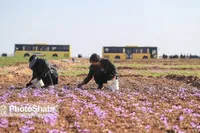 سهم ایران از گردش مالی زعفران در جهان تنها ۵.۲ درصد است