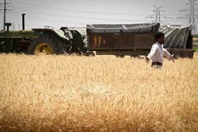 پرداخت تمام مطالبات گندم&zwnj;کاران (۳۰ مهرماه ۱۴۰۲)
