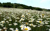 ویدئو| زیباییِ خیره‌کننده گل‌های بابونه در جنگل فندقلوی اردبیل