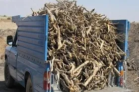 کشف ۸ تن چوب &laquo;تاغ&raquo; قاچاق در گناباد خراسان رضوی (۱۹ آبان ۱۴۰۴)