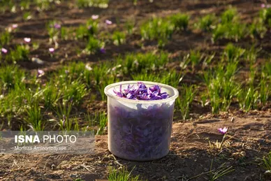 ایران زیباست | طلای سرخ نیشابور