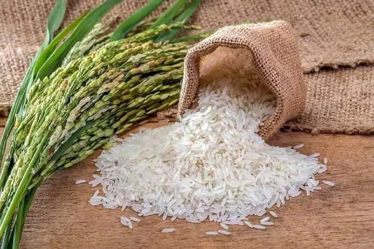 کاهش ۳۰ درصدی قیمت برنج در دنیا و افزایش آن در ایران!