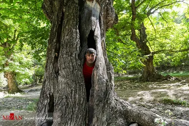 برداشت گردو در اطراف شهر درگز