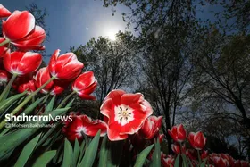پیش&zwnj;بینی هواشناسی مشهد و خراسان رضوی، امروز (دوشنبه، ۱۴ اردیبهشت ۱۴۰۵) | آغاز روند کاهش دما از پنجشنبه