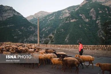 گزارش تصویری | کوچ سالانه دامداران سنتی در محور کرج - چالوس