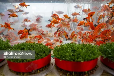 گزارش تصویری | حال‌وهوای بازار گل و گیاه مشهد در آستانه نوروز ۱۴۰۵