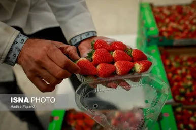 گزارش تصویری | تولید برای محرومیت زدایی؛ گلخانه توت‌فرنگی چناران