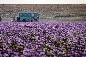 روایتی از یک &zwnj;روز زندگی زعفران&zwnj;کاران که این روزها طلای سرخشان خریدار ندارد