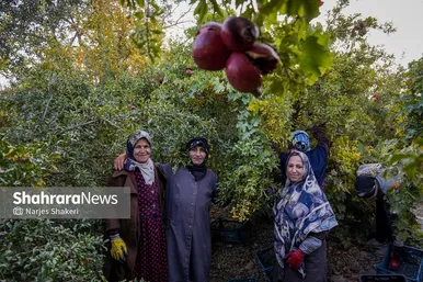 گزارش تصویری | فصل برداشت انار از باغ‌های شهرستان کاشمر