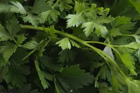 سبزی &laquo;جعفری&raquo; چه خواصی دارد؟