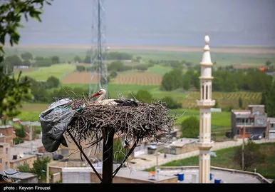 ایران زیباست | همزیستی لک‌لک‌ها و انسان در روستای دره‌تفی - مریوان