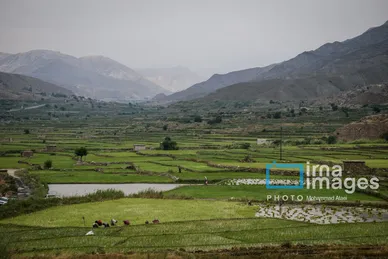 ایران زیباست | کشت پلکانی شالی