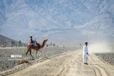 جشنواره شتر طلای بیابان