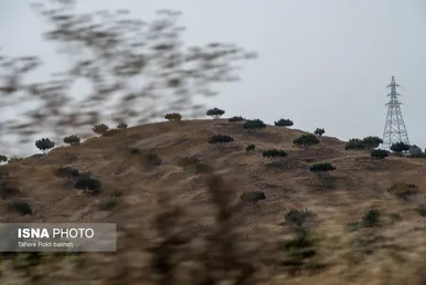 ایران زیباست | بزرگترین انجیرستان دیم جهان - استهبان