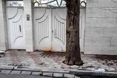 درباره دردسر‌های وجود درخت مقابل در پارکینگ منازل مسکونی مشهد