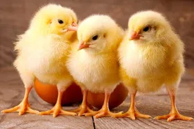 بیش از ۱۱۲ میلیون قطعه جوجه&zwnj;ریزی در خراسان رضوی ثبت شد