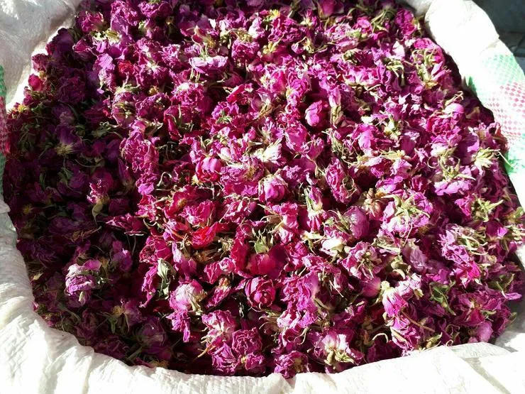 صادرات ۵۷۰ میلیون دلاری گیاهان دارویی