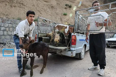گزارش تصویری | «جاده چالوس» گذرگاه بهاری عشایر