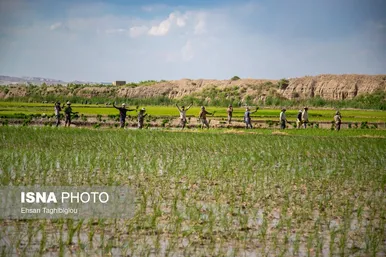 گزارش تصویری | رونق کشت برنج در حاشیه رودخانه قزل اوزن