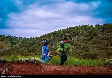 ایران زیباست | کشت کلزا در شهرستان سلسله - لرستان