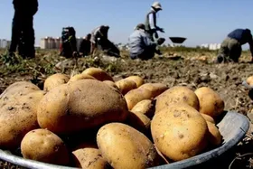 سیب&zwnj;زمینی و پیاز در یک سال چقدر گران شدند؟