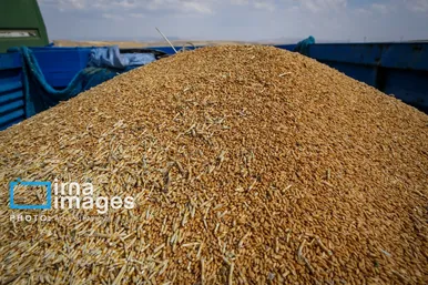 برداشت گندم در هشترود
