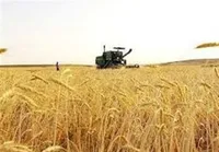 امسال هم در تولید گندم نان خودکفا می‌شویم