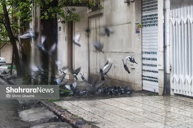 گزارش تصویری | شهر مشهد زیر بارش رحمت الهی در روز ۱۲ فروردین
