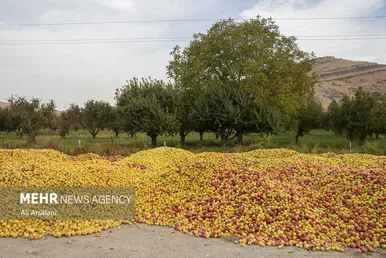 معضلی به‌نام سیب زیردرختی