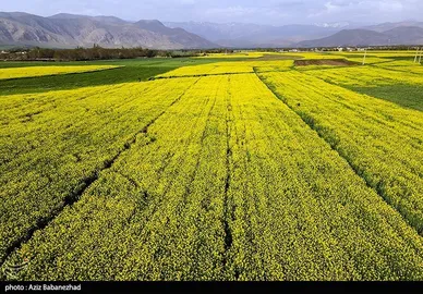 ایران زیباست | کشت کلزا در شهرستان سلسله - لرستان