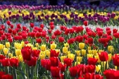 گل‌دهی و جلوه‌گری هزاران گل لاله در بوستان ملت | کاشت ۱۰۰ هزار بوته گل لاله در جشنواره گل‌های پیازی